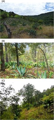 Morphological and Genetic Variation in Monocultures, Forestry Systems and Wild Populations of Agave maximiliana of Western Mexico: Implications for Its Conservation